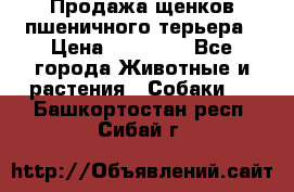 Продажа щенков пшеничного терьера › Цена ­ 30 000 - Все города Животные и растения » Собаки   . Башкортостан респ.,Сибай г.